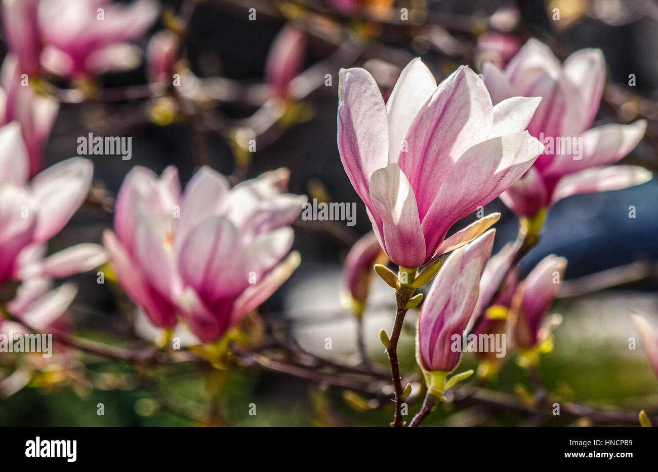 Fiori di magnolia close up con profondità di campo su una sfocatura sullo sfondo Foto Stock