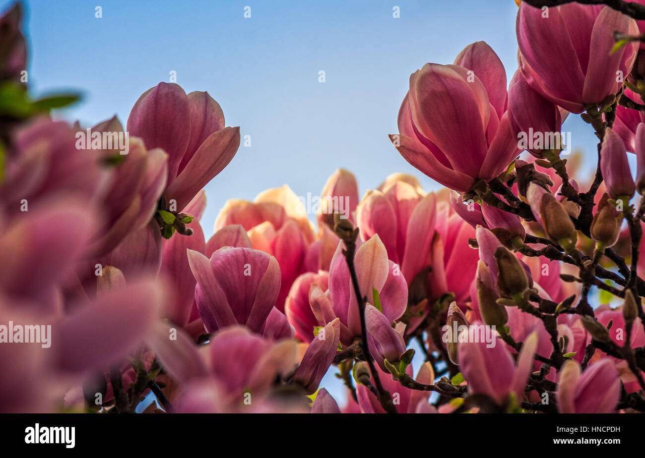 Fiori di magnolia close up con profondità di campo su una sfocatura sullo sfondo Foto Stock