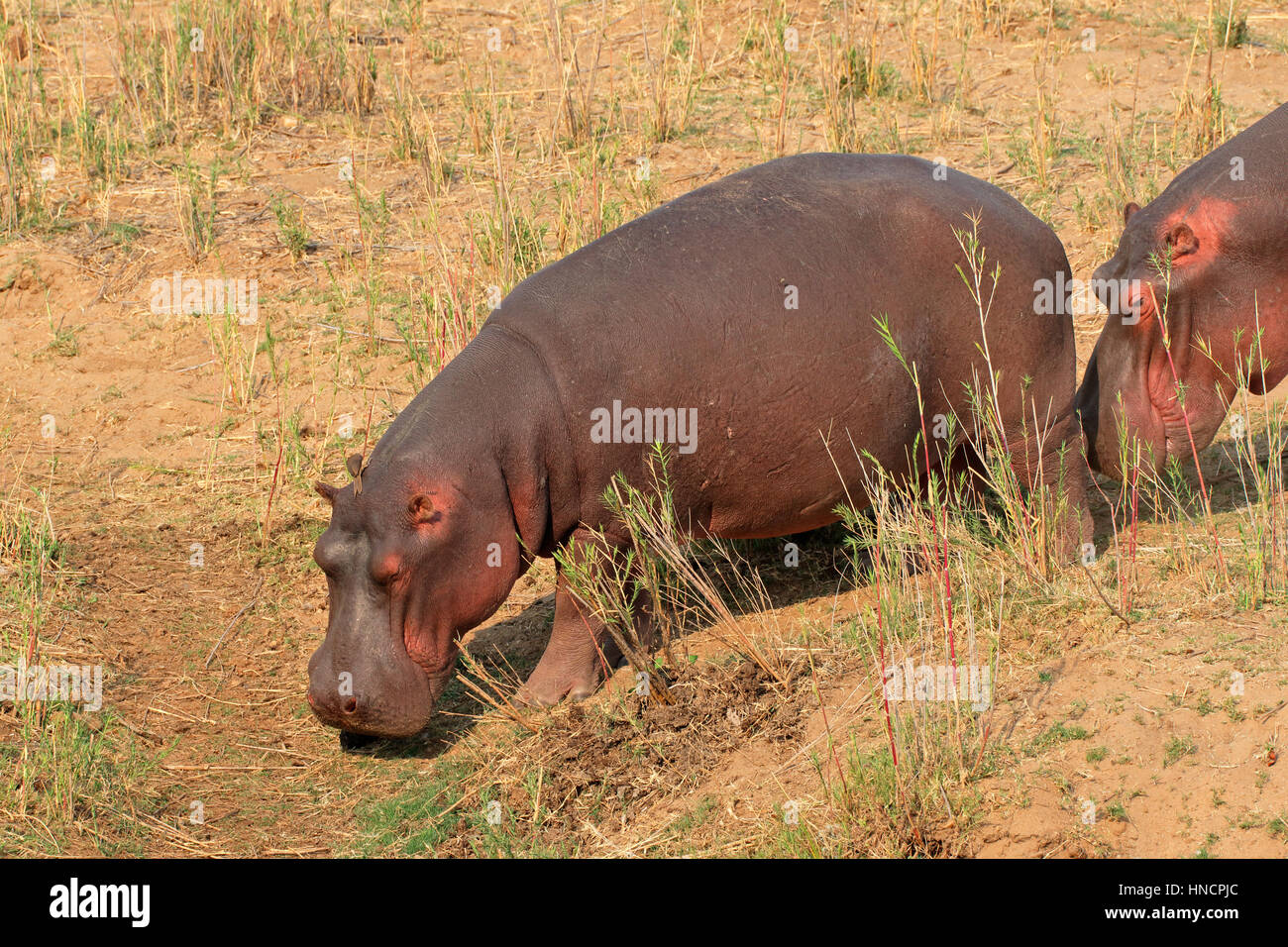 Ippopotami (Hippopotamus amphibius) sulla terra, Kruger National Park, Sud Africa Foto Stock