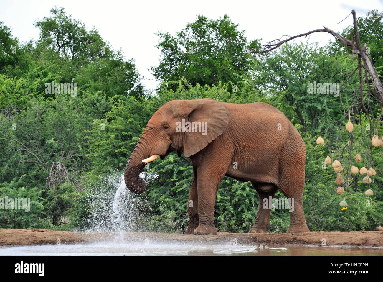 Elefanti a Watering Hole Foto Stock