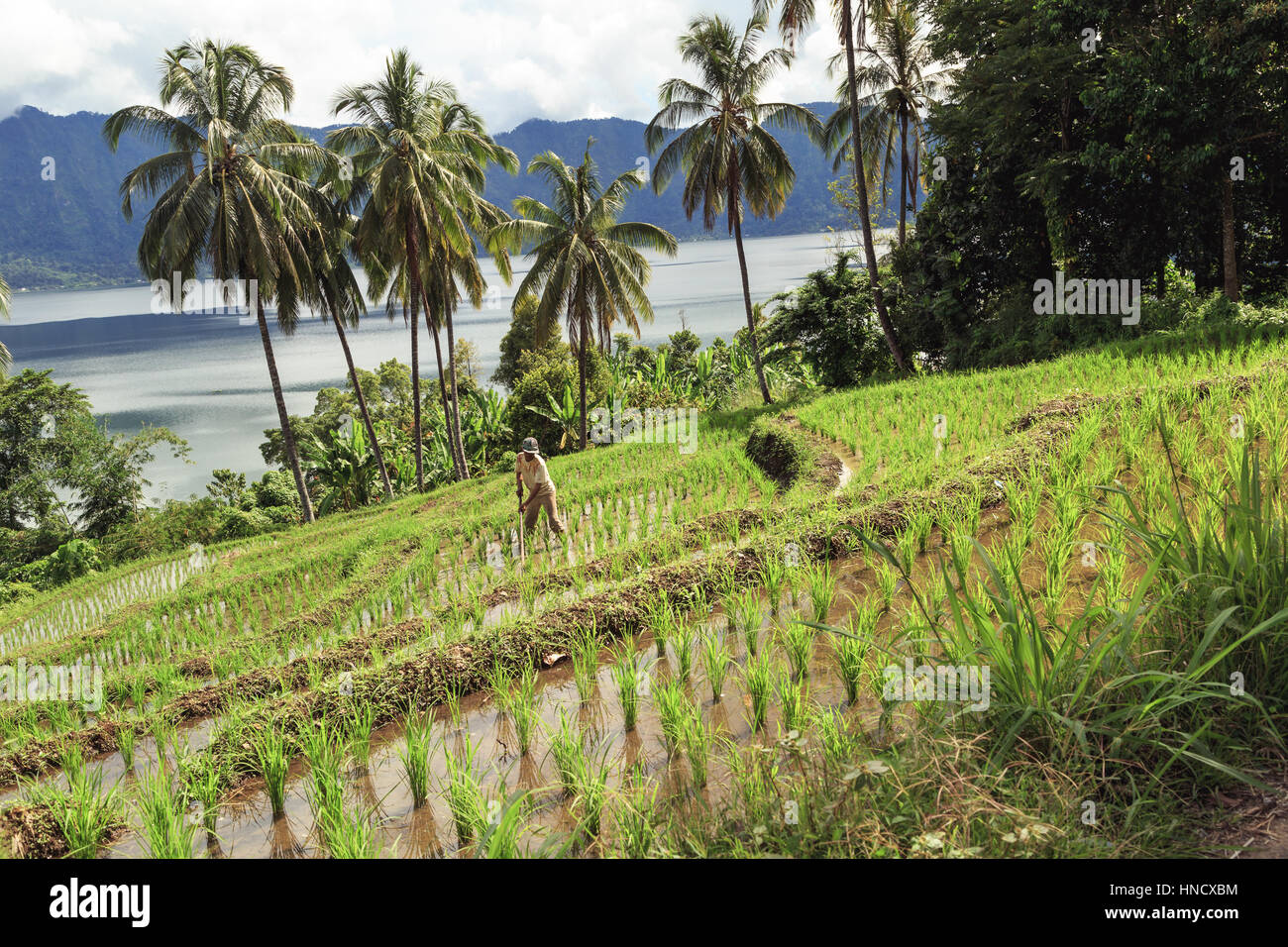 Un uomo è coltivare il campo di riso sopra il Lago Maninjau Foto Stock
