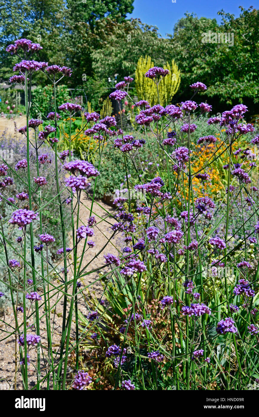 Un giardino cottage flower confine con piantando mescolato tra cui Verbena bonariensis molène e Mullen Foto Stock