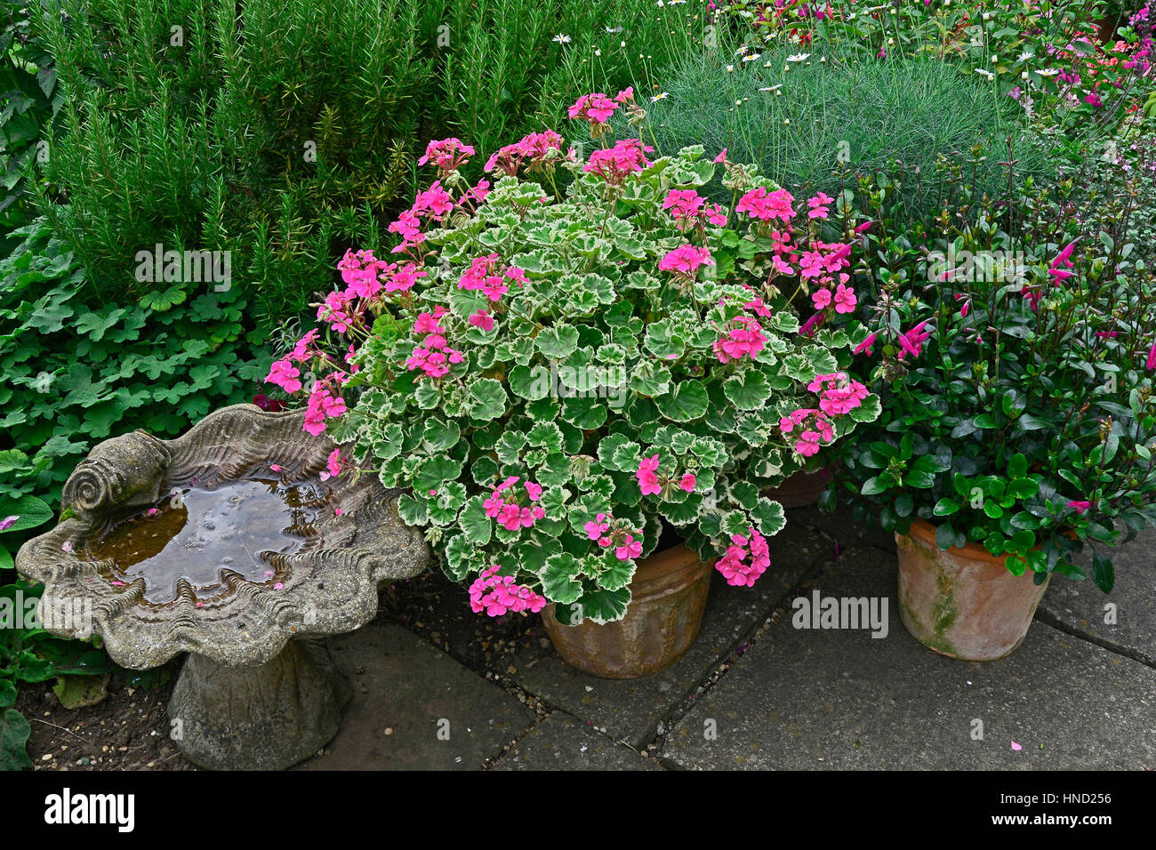 Contenitore colorato di rosa Pelargoniums Foto Stock