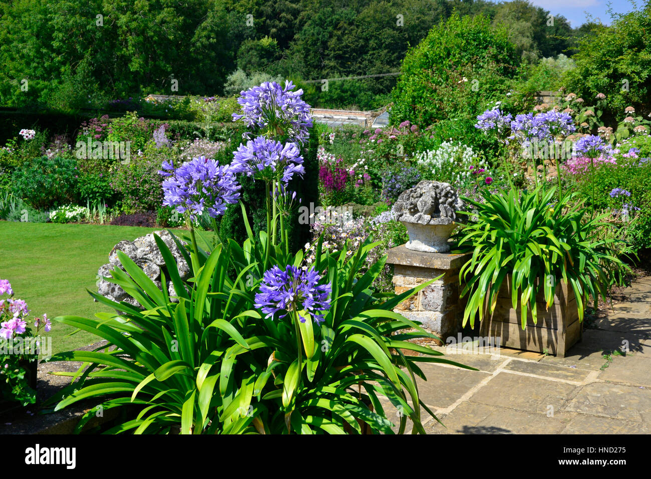 Colorata terrazza con Agapanthus "Navy Blue' in contenitori Foto Stock