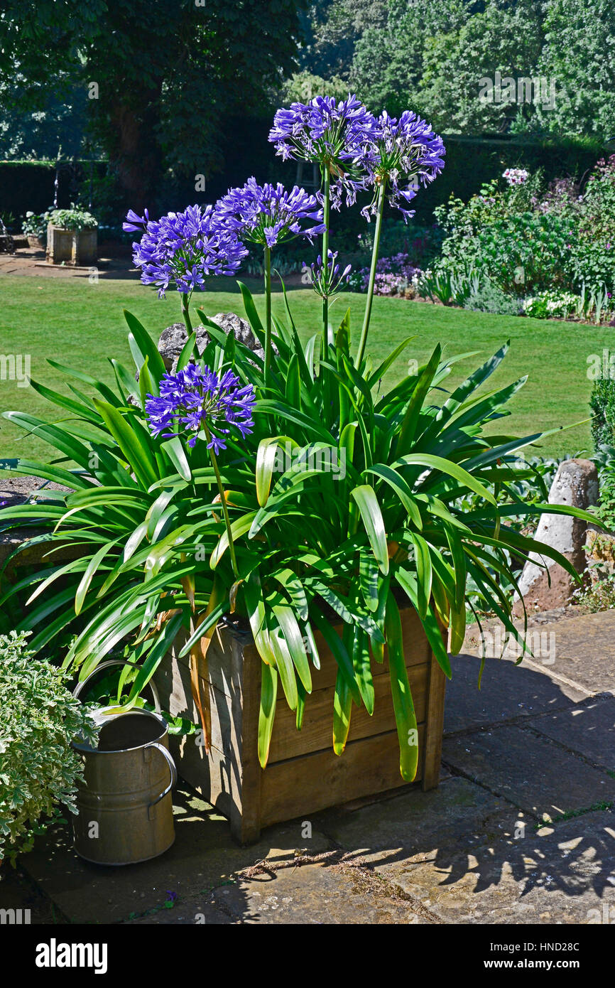 Agapanthus "Navy Blue' in un contenitore Foto Stock