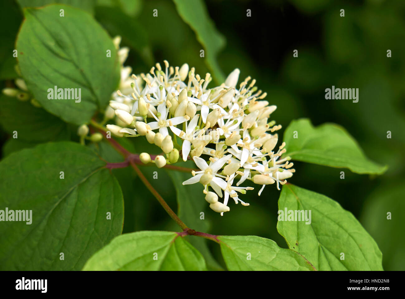 Cornus sanguinea Foto Stock