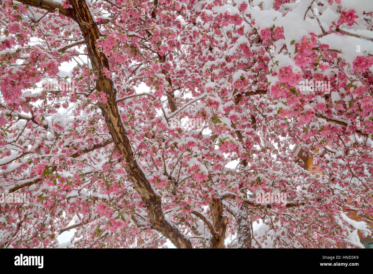 Fiori Crabapple coperte di neve. Foto Stock