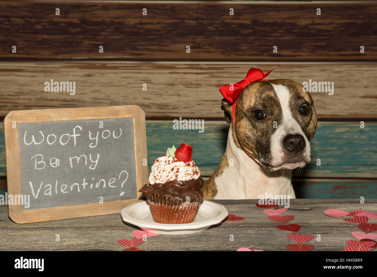 Un adorabile Valentine's Dog Foto Stock