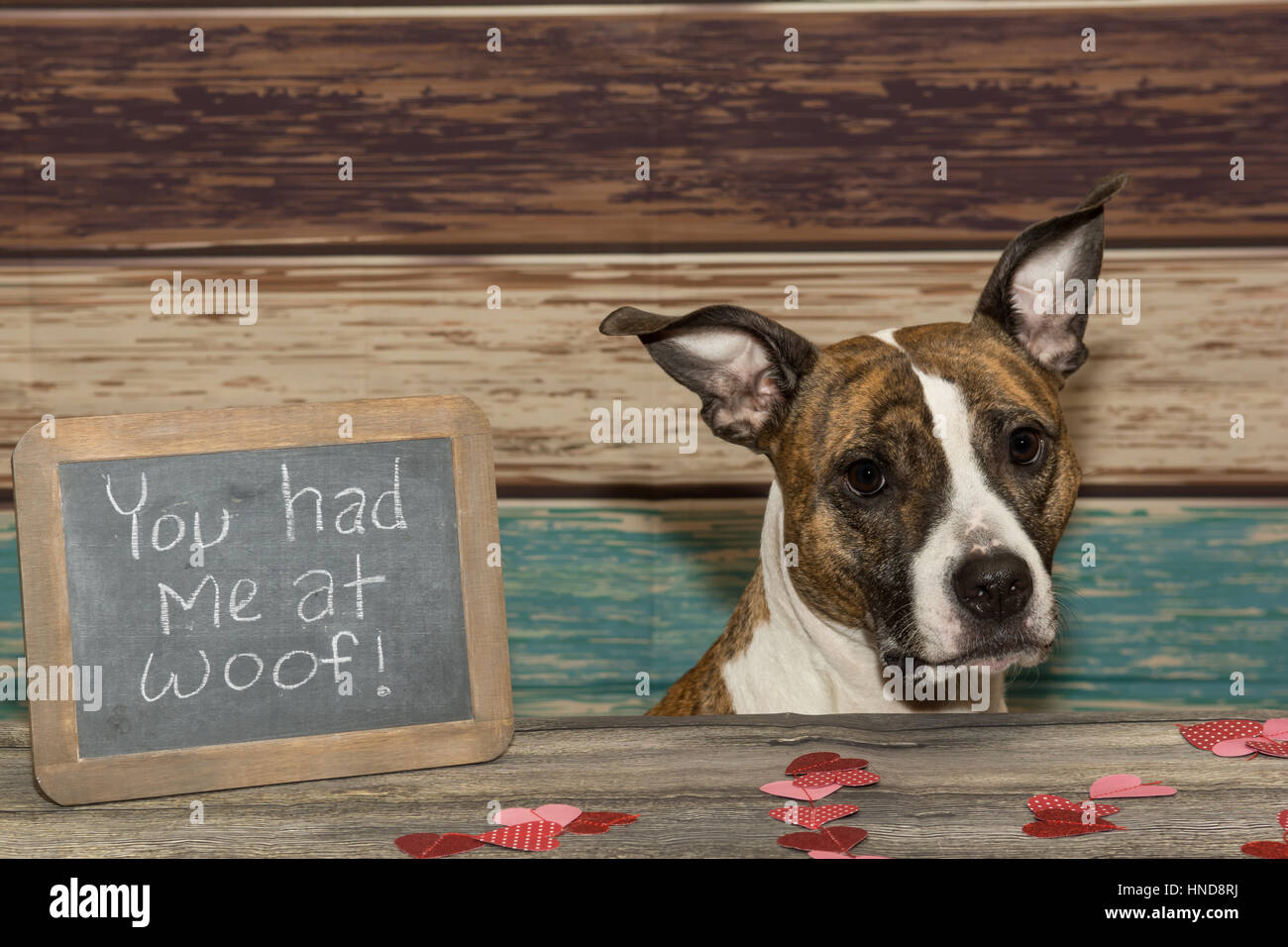 Un adorabile Valentine's Dog Foto Stock