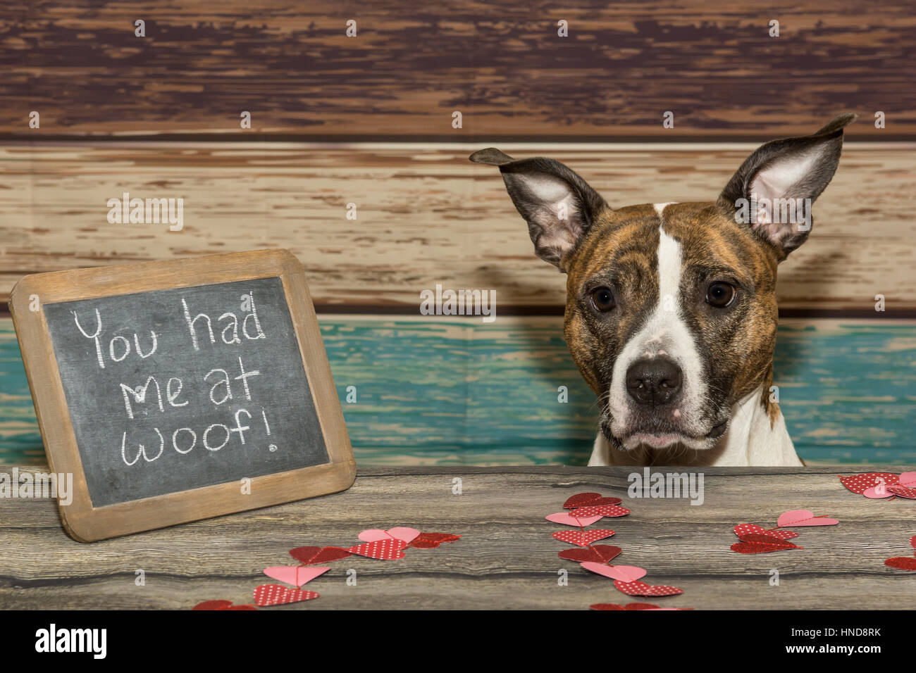 Un adorabile Valentine's Dog Foto Stock