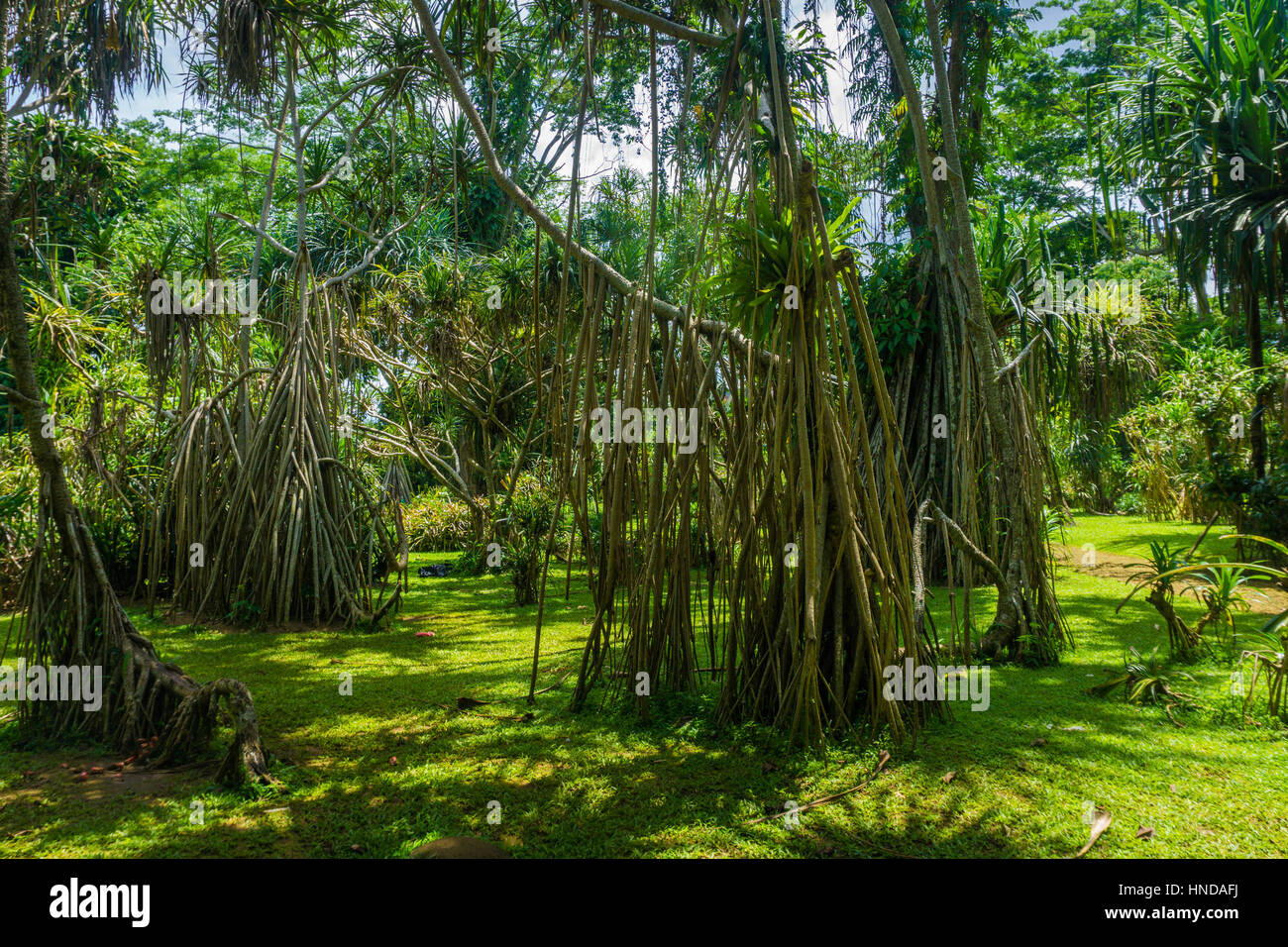 Grande paesaggio con grande albero con lunghe radici secco foto scattata in Kebun Raya Bogor Indonesia java Foto Stock