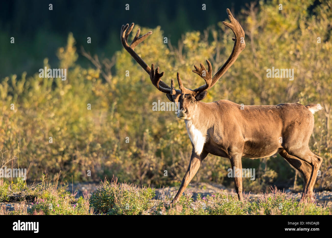 Un toro di Caribou Coffee Company (Rangifer tarandus) passeggiate attraverso il Fiume Teklanika nel pomeriggio di sole nel Parco Nazionale di Denali, Alaska. Foto Stock