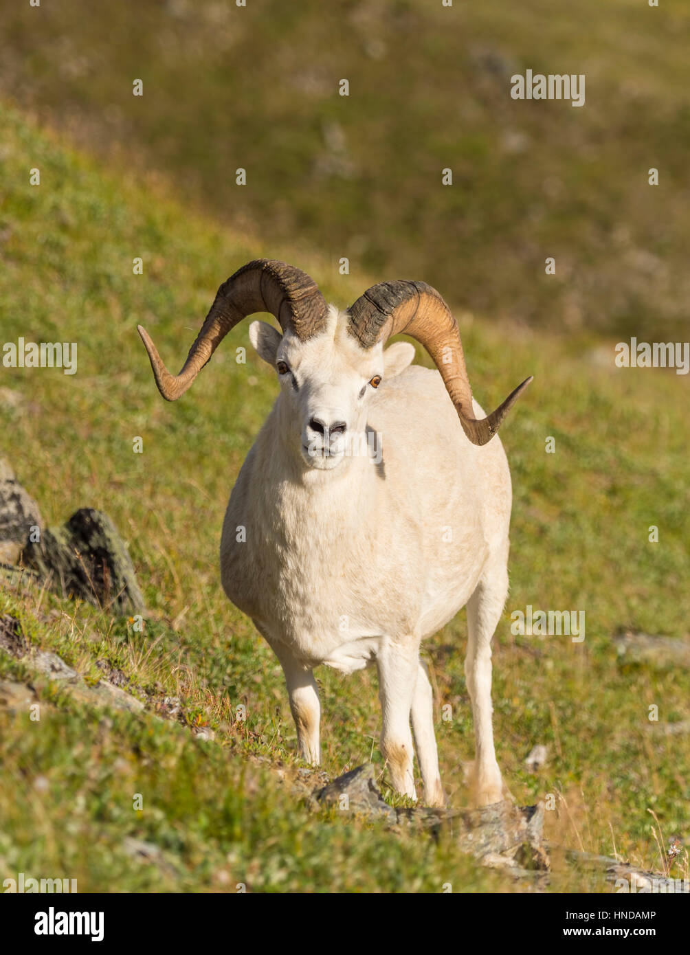 Un dallâ le pecore (ovis dalli) ram sorge su un ripido pendio di montagna verde su un bel pomeriggio di sole nel parco nazionale e Riserva di Denali, Alaska Foto Stock