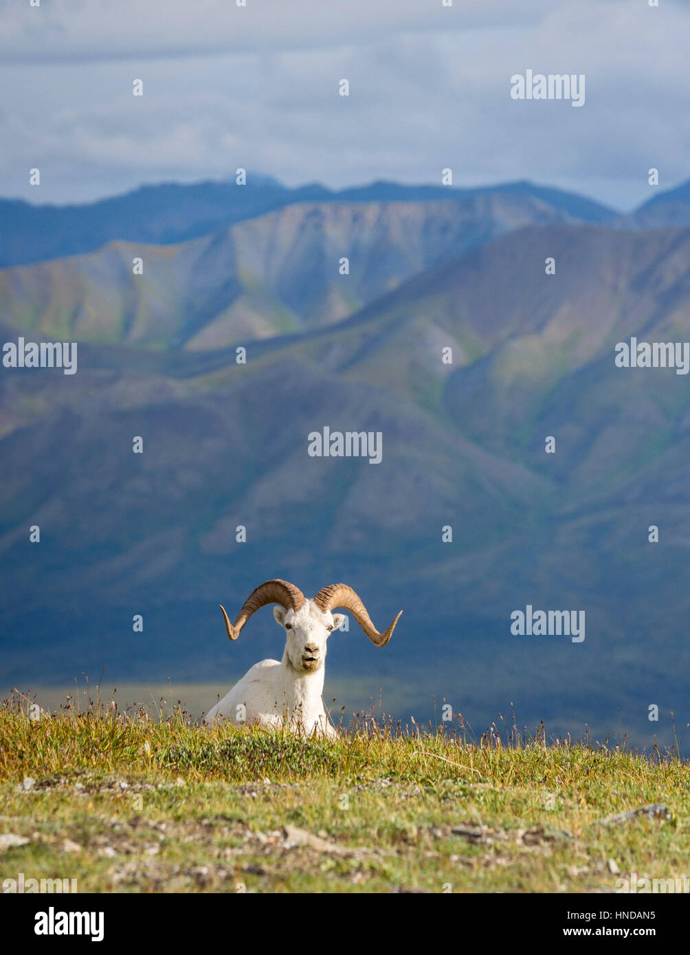 Un dallâ le pecore (ovis dalli) si siede sul verde tundra e mastica il suo cud agaisnt la tempesta della birra nelle lontane montagne del Parco Nazionale di Denali, Ala Foto Stock