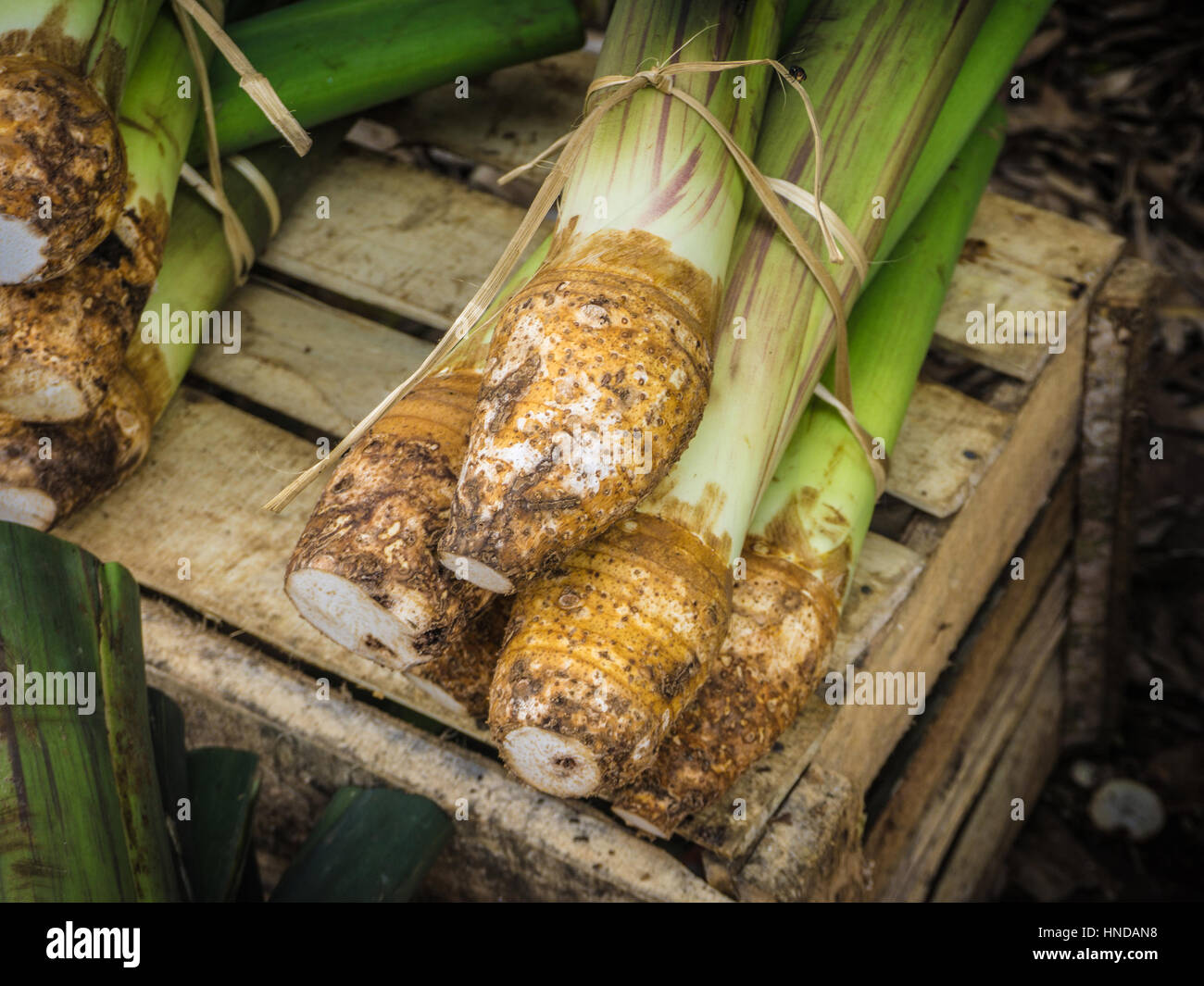 Bianco o taro Talas come uno dei prodotti alimentari tipici da Bogor