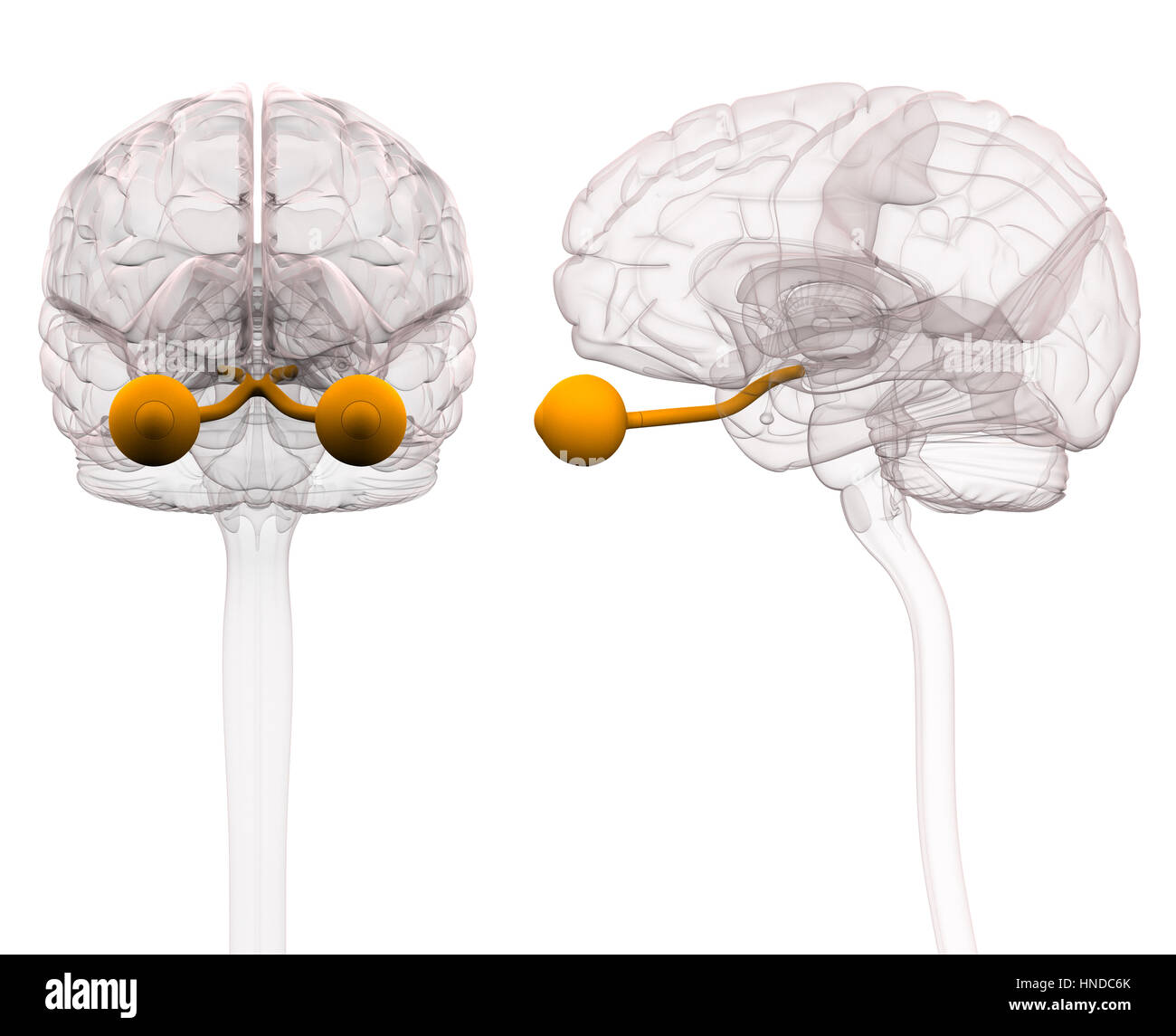 Nervo ottico anatomia cerebrale - 3d illustrazione Foto Stock
