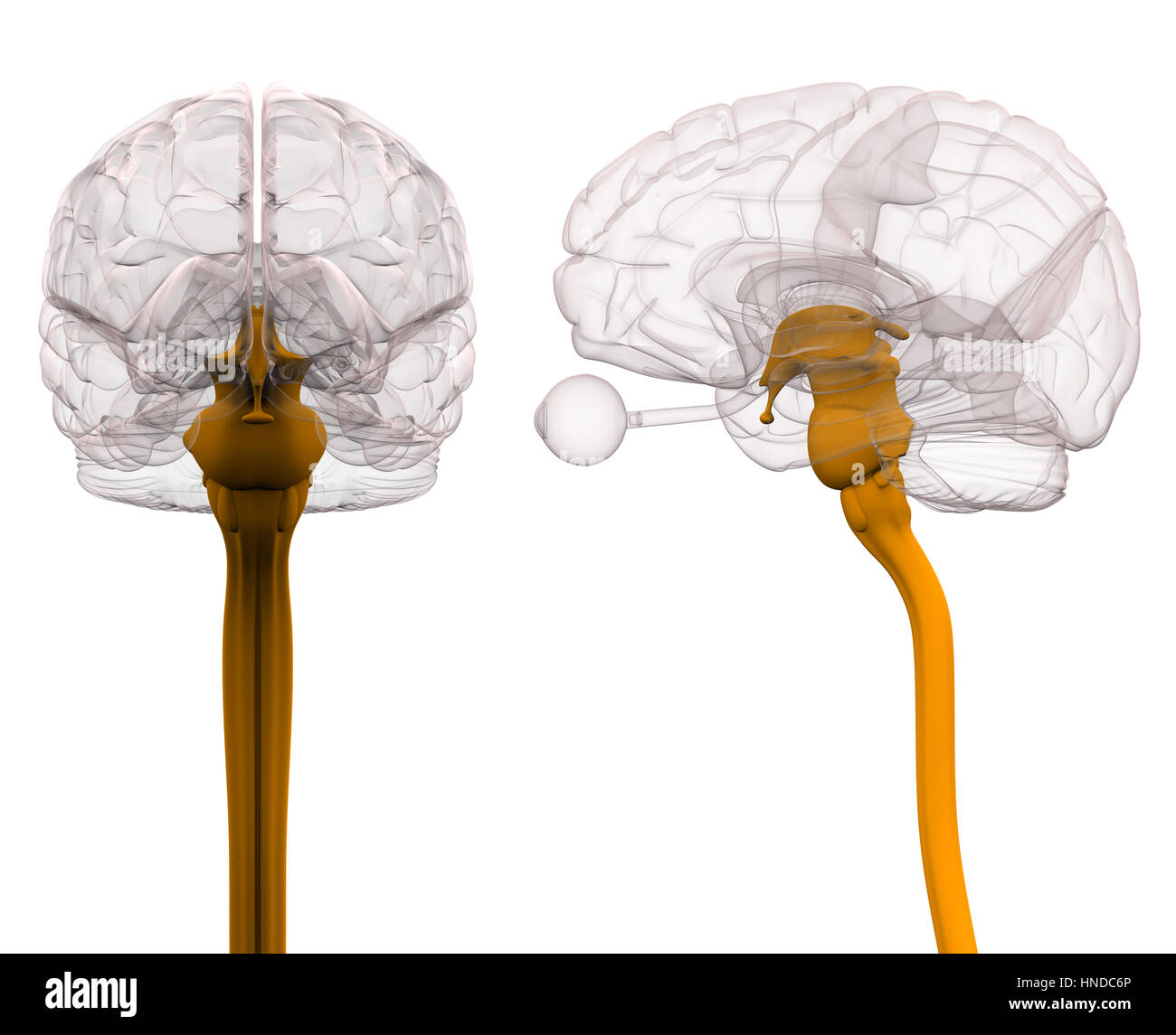 Il midollo spinale anatomia cerebrale - 3d illustrazione Foto Stock