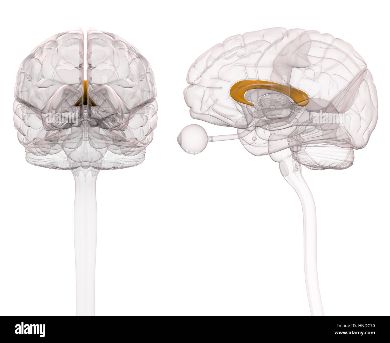 Il corpo calloso anatomia cerebrale - 3d illustrazione Foto Stock