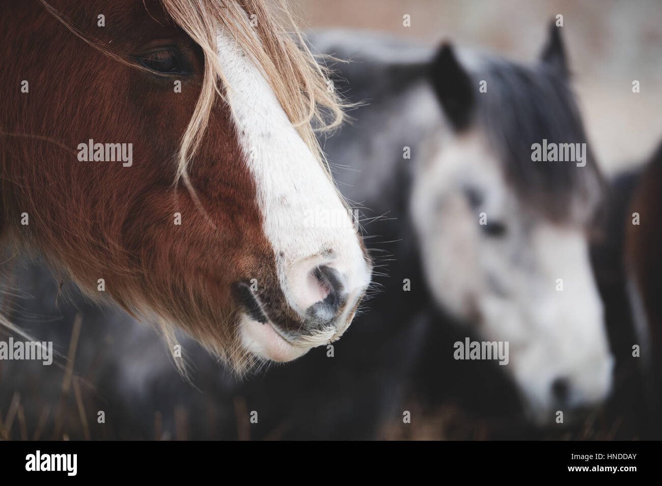 Cavallo selvaggio nel Parco Nazionale di Brecon Beacons, cavalli, poco peloso Pony Welsh, di neve in una fredda mattina di inverno Foto Stock