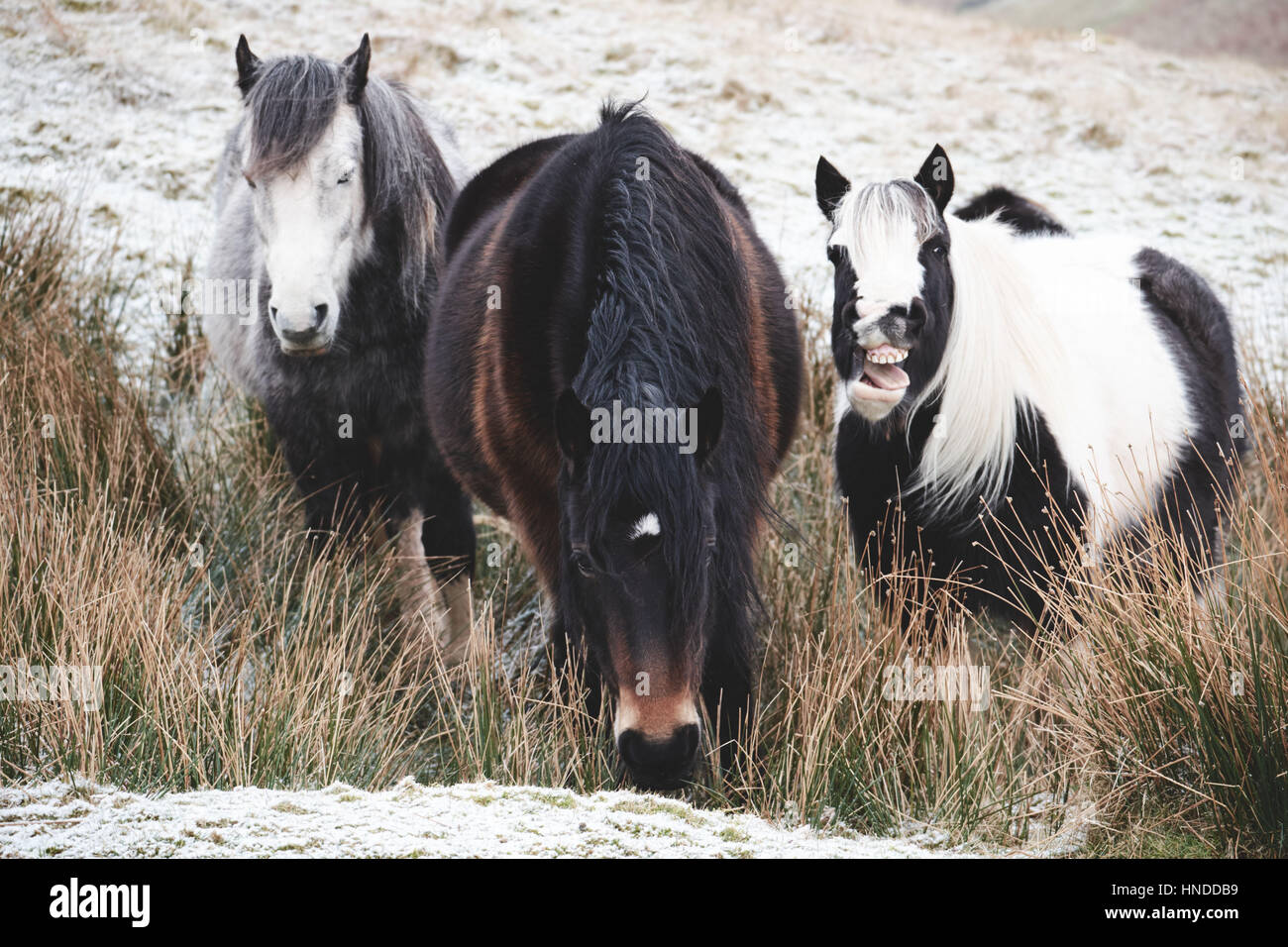 Cavallo selvaggio nel Parco Nazionale di Brecon Beacons, cavalli, poco peloso Pony Welsh, di neve in una fredda mattina di inverno Foto Stock