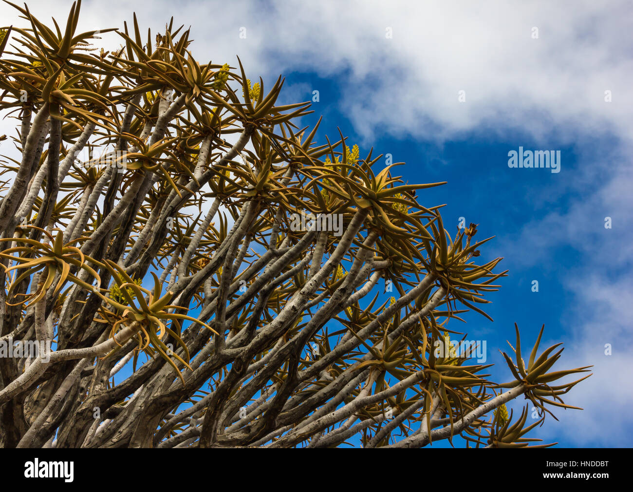 Per Quiver Tree Forest, Namibia Foto Stock