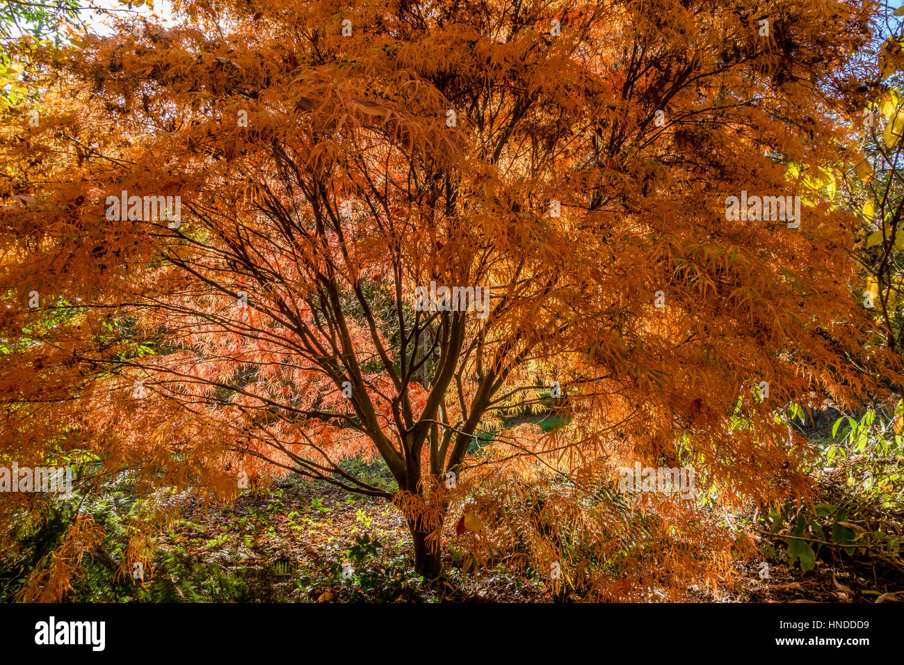 Il fogliame di autunno a Batsford Arboretum Foto Stock