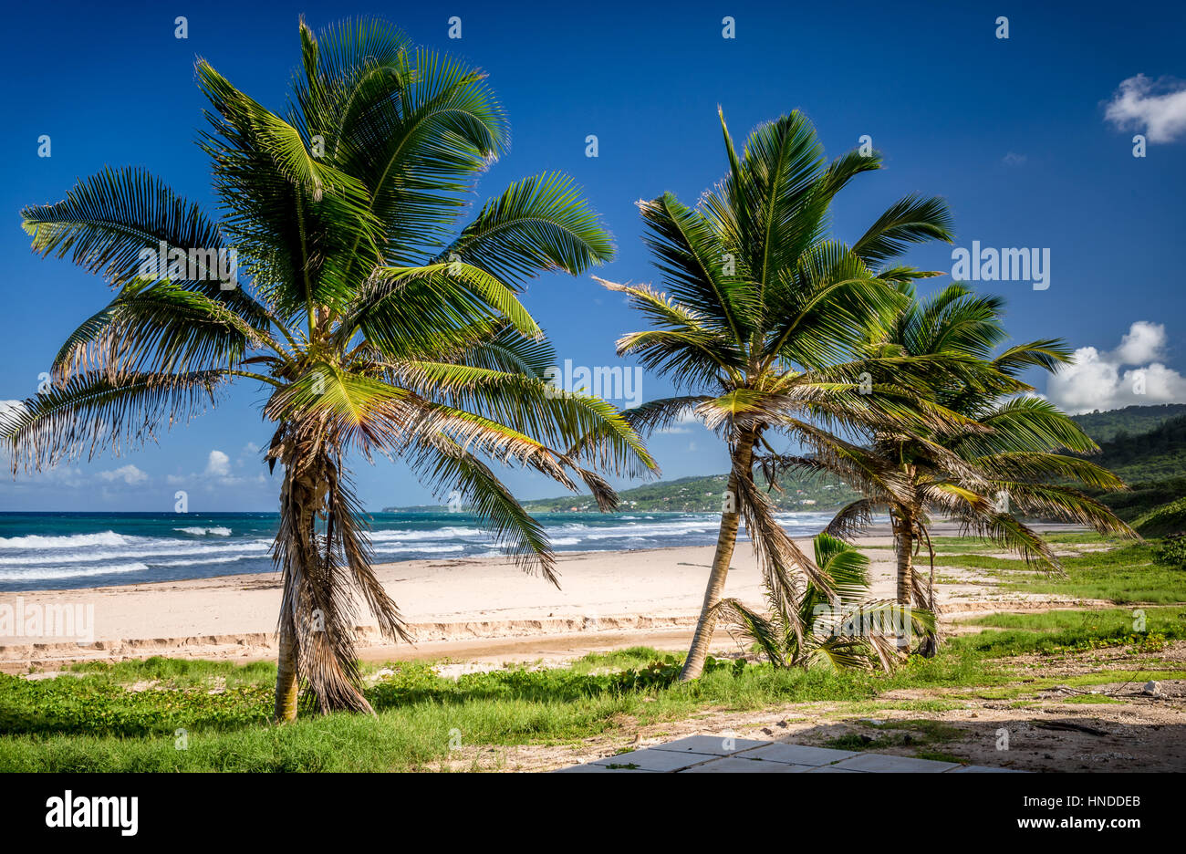 Le palme sulla spiaggia in barbados Foto Stock