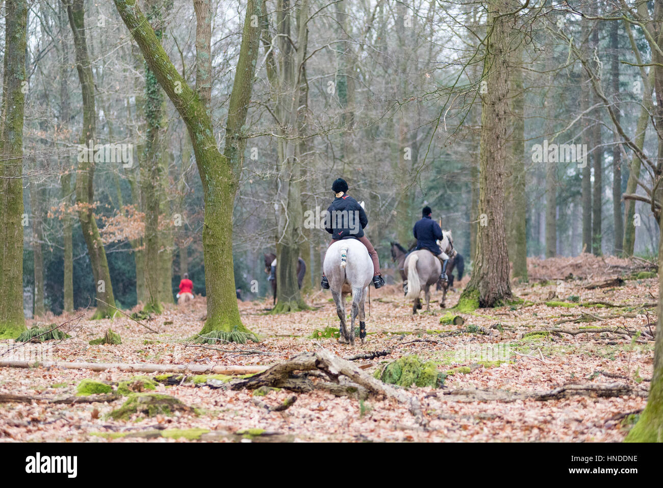 Sentiero caccia nella nuova foresta, Hampshire, Regno Unito. No volpi chase, appena un profumo stabiliti in anticipo. Foto Stock