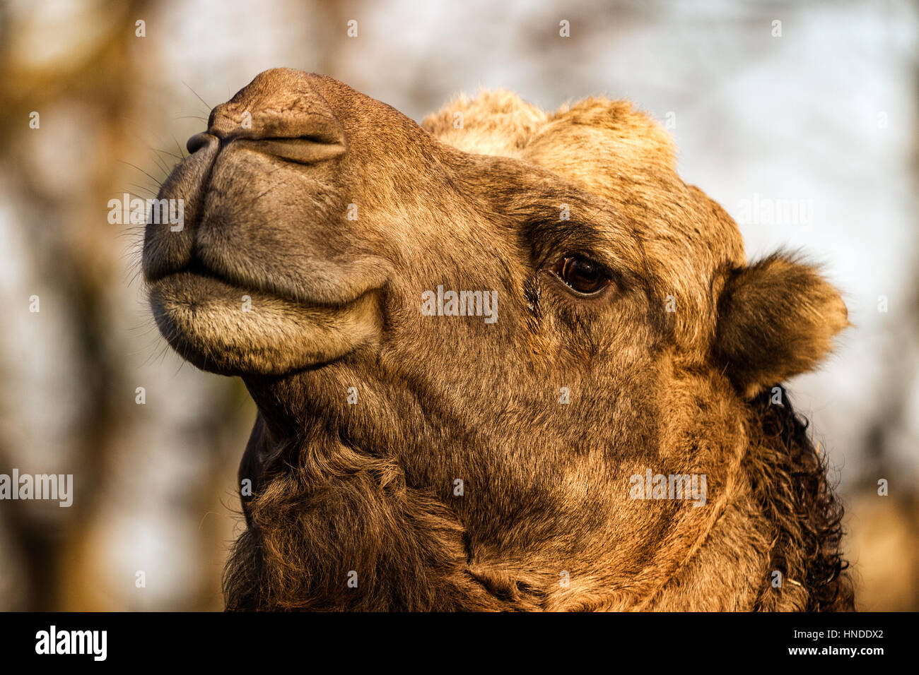 Il cammello sorridente - headshot ritratto Foto Stock