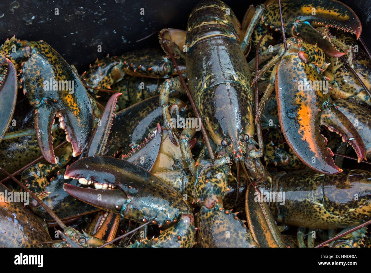 La pesca del giorno, aragosta haul, trota fiume, Terranova Foto Stock
