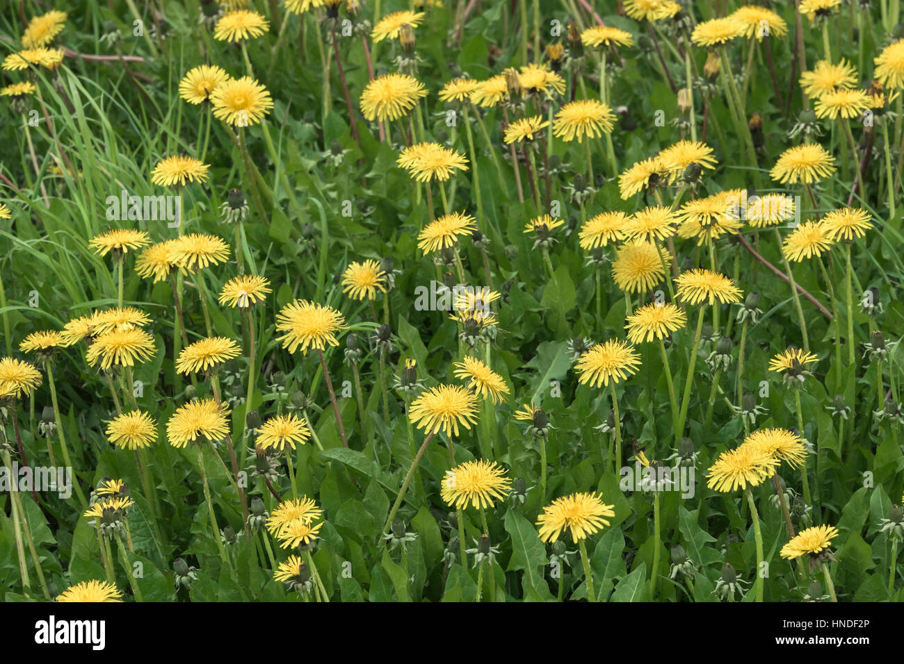 Il tarassaco giallo in un campo di verde, trota fiume, Terranova Foto Stock