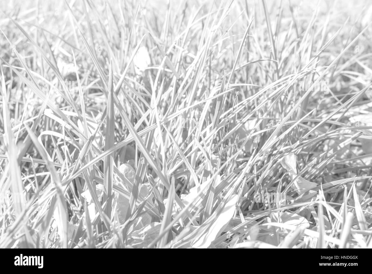 Texture bianco verde foglia di erba caduti sullo sfondo di Sun Foto Stock