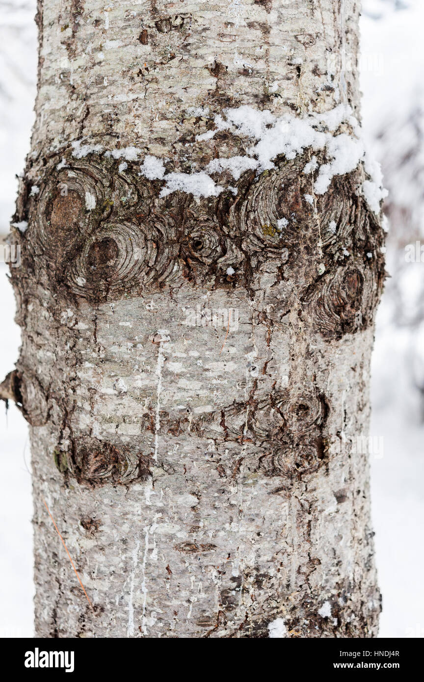 Neve sulla corteccia di pino bianco, Pinus strobus, albero in inverno Foto Stock