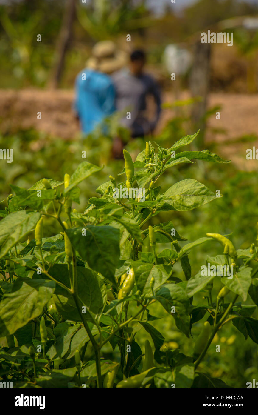 Piantagioni di peperoni nel campo. A una fila Foto Stock