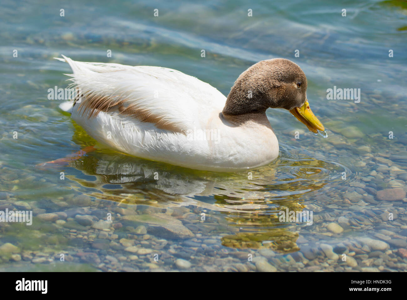 Leucistic Mallard Drake, Albino Duck Foto Stock