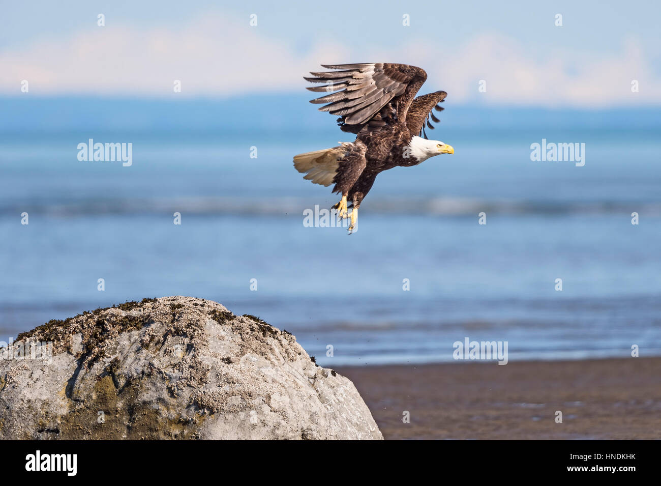 Un aquila calva (Haliaeetus leucocephalus) decolla da una roccia a bassa marea set contro il Cook Inlet e le lontane Kenai Mountains. Foto Stock