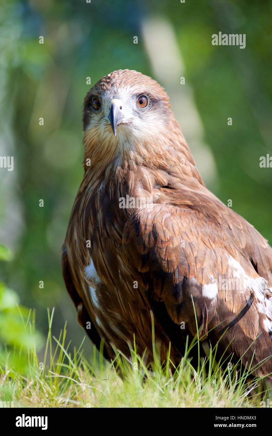 Close-up di hawk's head, bellissimi dettagli in piuma e un potente, lo sguardo determinato Foto Stock
