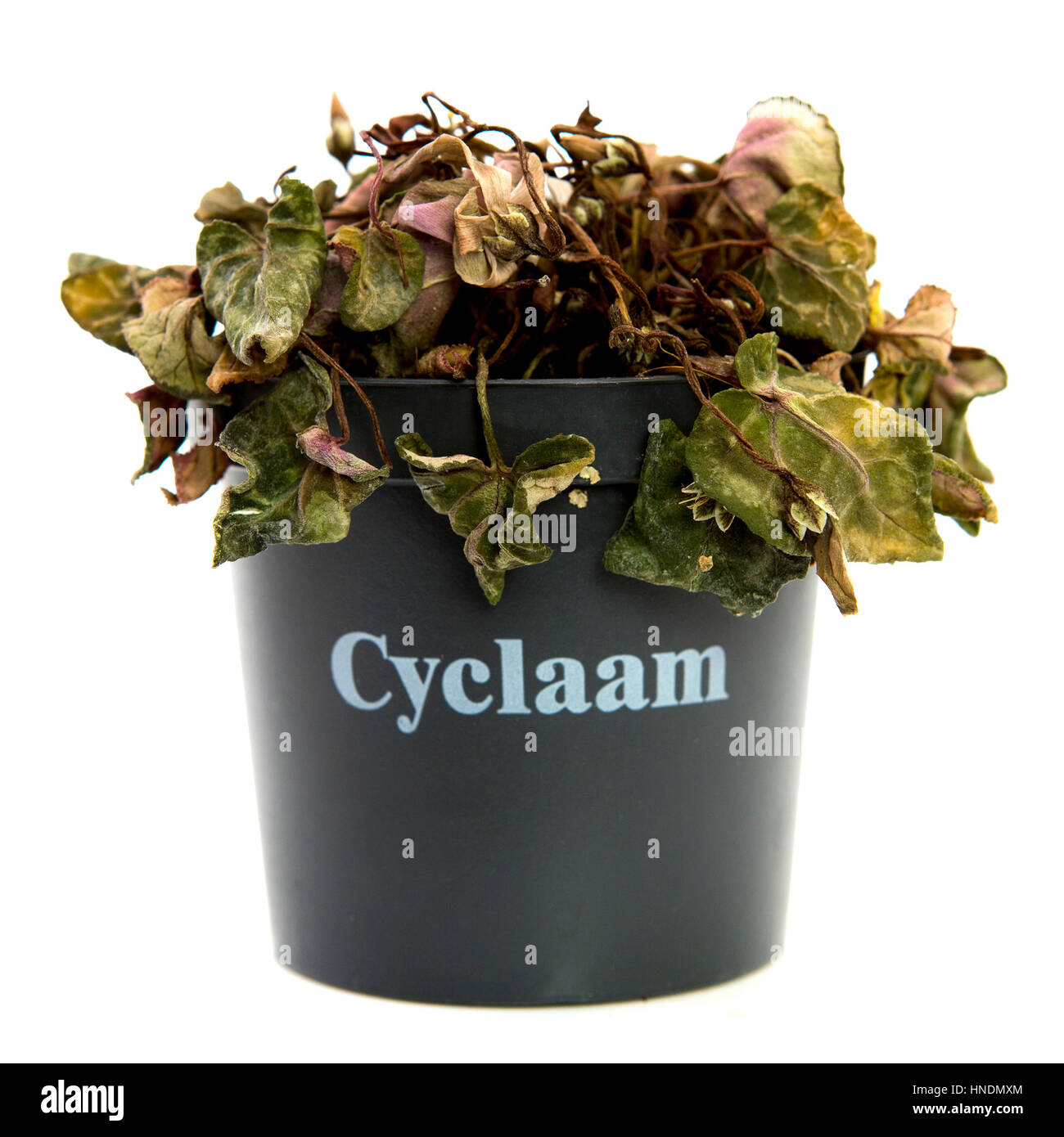 Morto impianto Cyclaam su sfondo bianco Foto Stock
