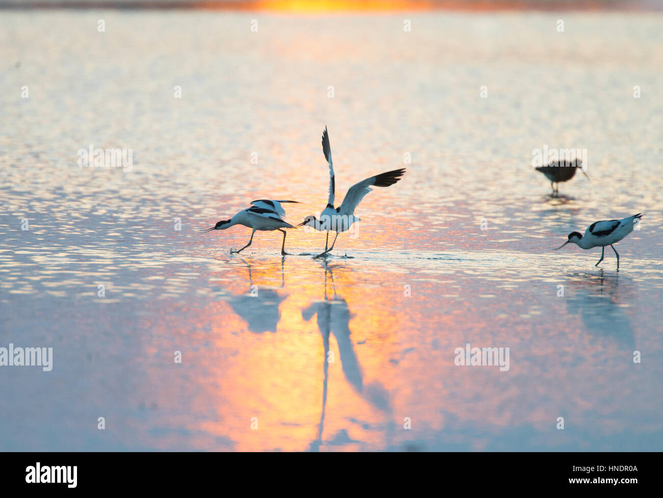Avocette (Recurvirostra avosetta) che si rincorrono attraverso acqua dorata al tramonto con il sole al tramonto riflesso nell'acqua Foto Stock