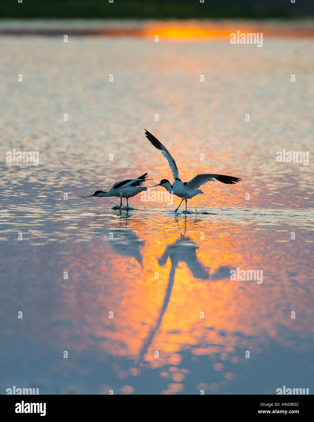 Avocette (Recurvirostra avosetta) che si rincorrono attraverso acqua dorata al tramonto con il sole al tramonto riflesso nell'acqua Foto Stock