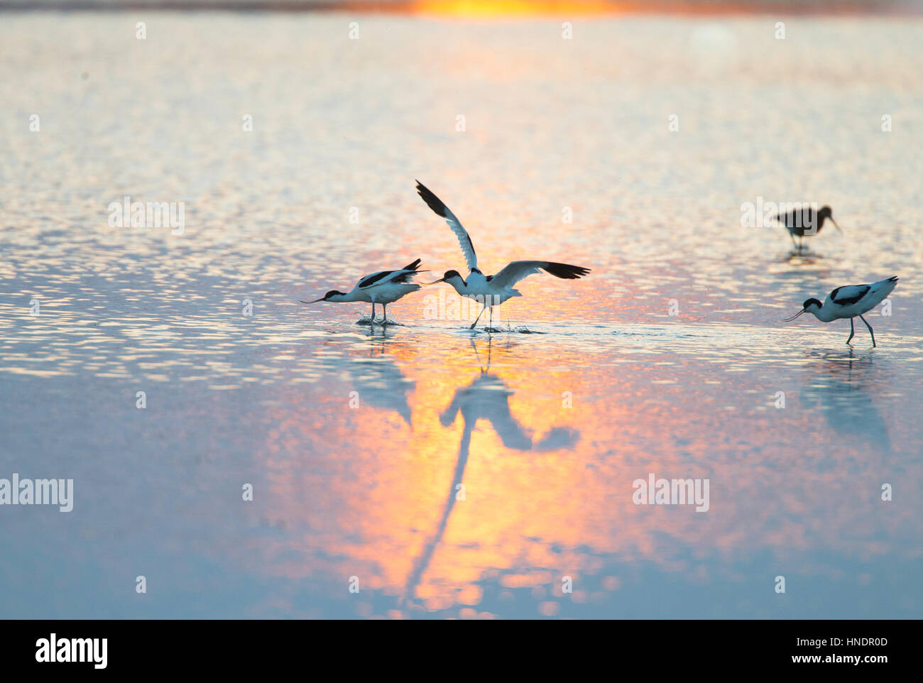 Avocette (Recurvirostra avosetta) che si rincorrono attraverso acqua dorata al tramonto con il sole al tramonto riflesso nell'acqua Foto Stock