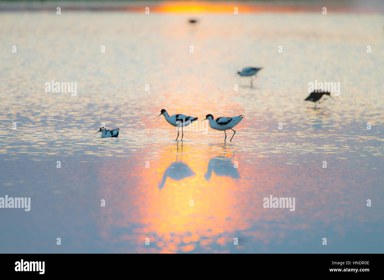 Avocette (Recurvirostra avosetta) a piedi attraverso il golden acqua al tramonto con il sole al tramonto riflesso nell'acqua Foto Stock