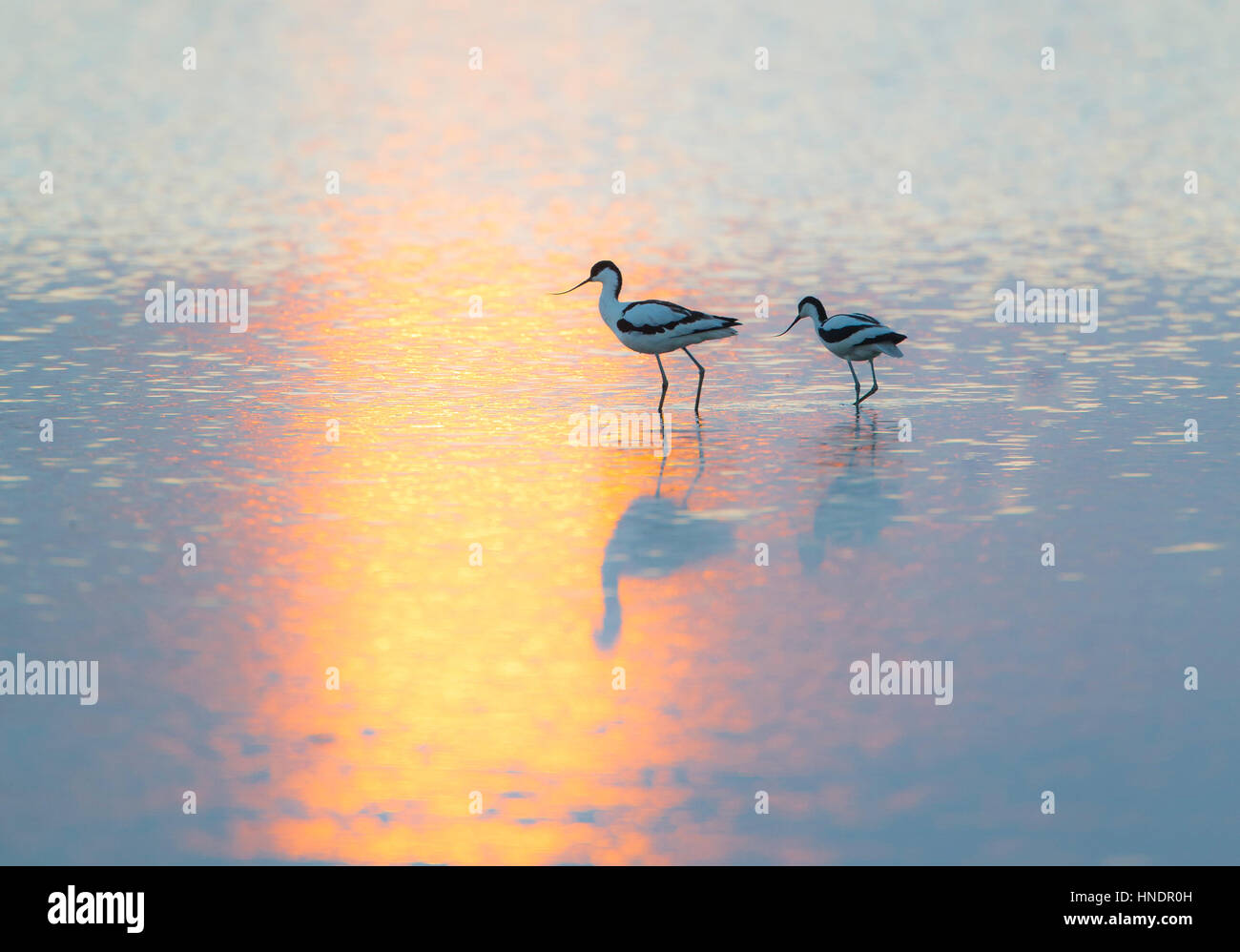 Avocette (Recurvirostra avosetta) a piedi attraverso il golden acqua al tramonto con il sole al tramonto riflesso nell'acqua Foto Stock