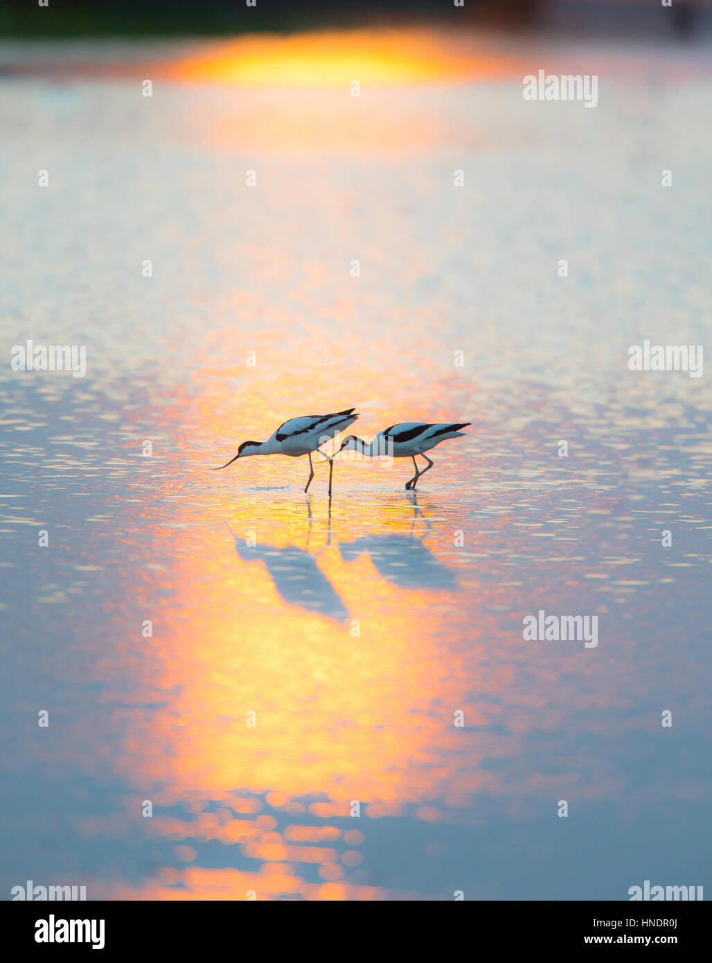 Avocette (Recurvirostra avosetta) a piedi attraverso il golden acqua al tramonto con il sole al tramonto riflesso nell'acqua Foto Stock