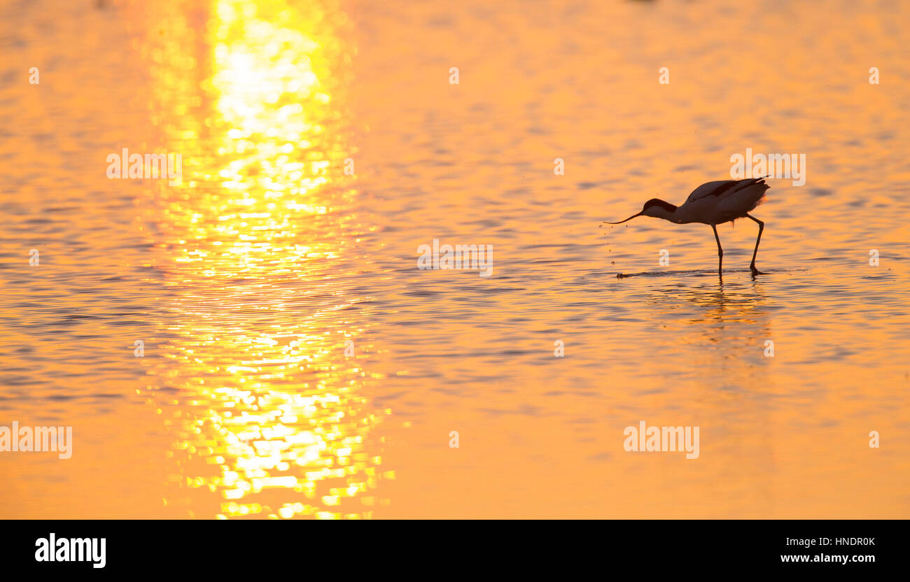 Stagliano avocetta (Recurvirostra avosetta) a piedi attraverso il golden acqua al tramonto con il sole al tramonto riflesso nell'acqua Foto Stock