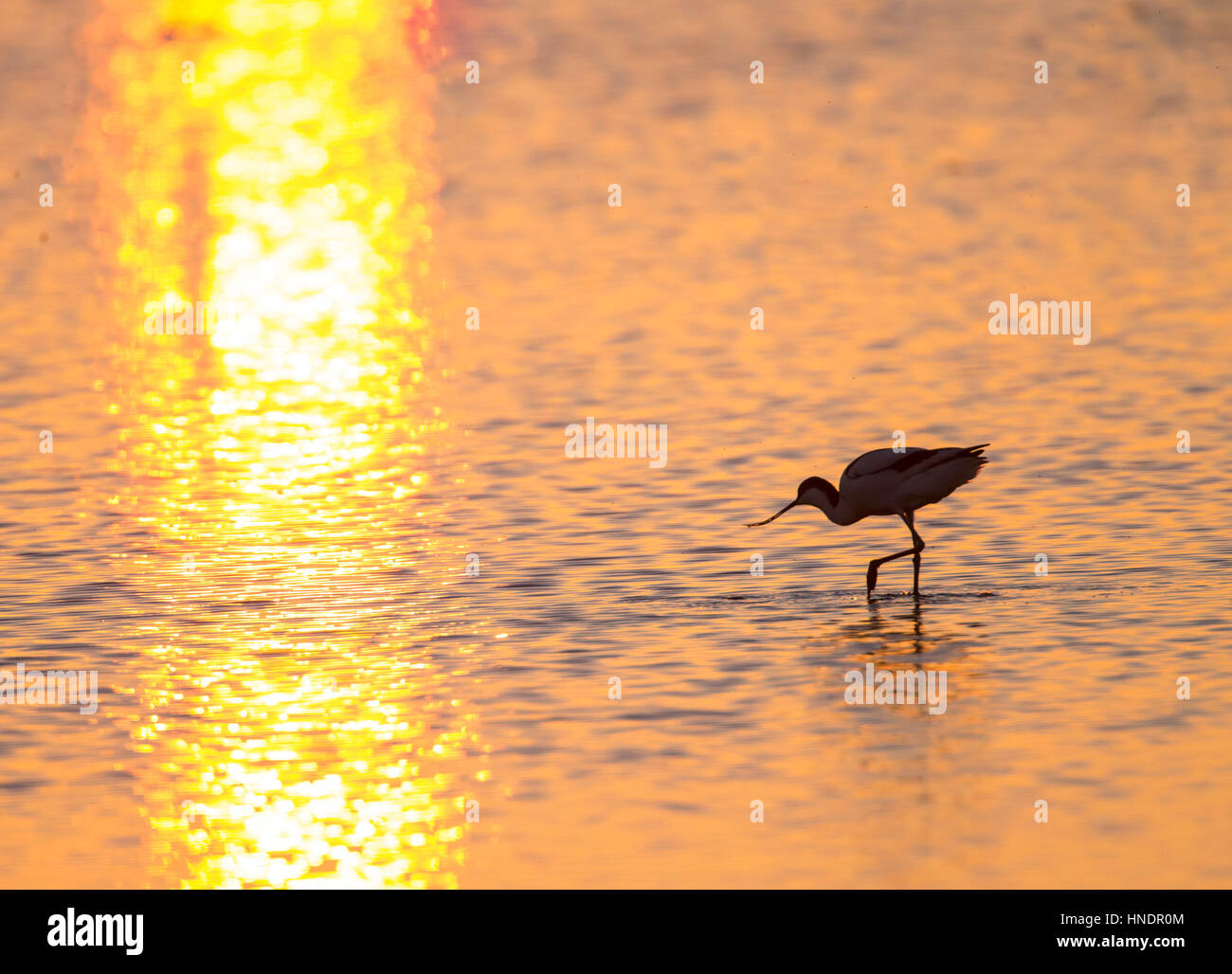 Stagliano avocetta (Recurvirostra avosetta) a piedi attraverso il golden acqua al tramonto con il sole al tramonto riflesso nell'acqua Foto Stock
