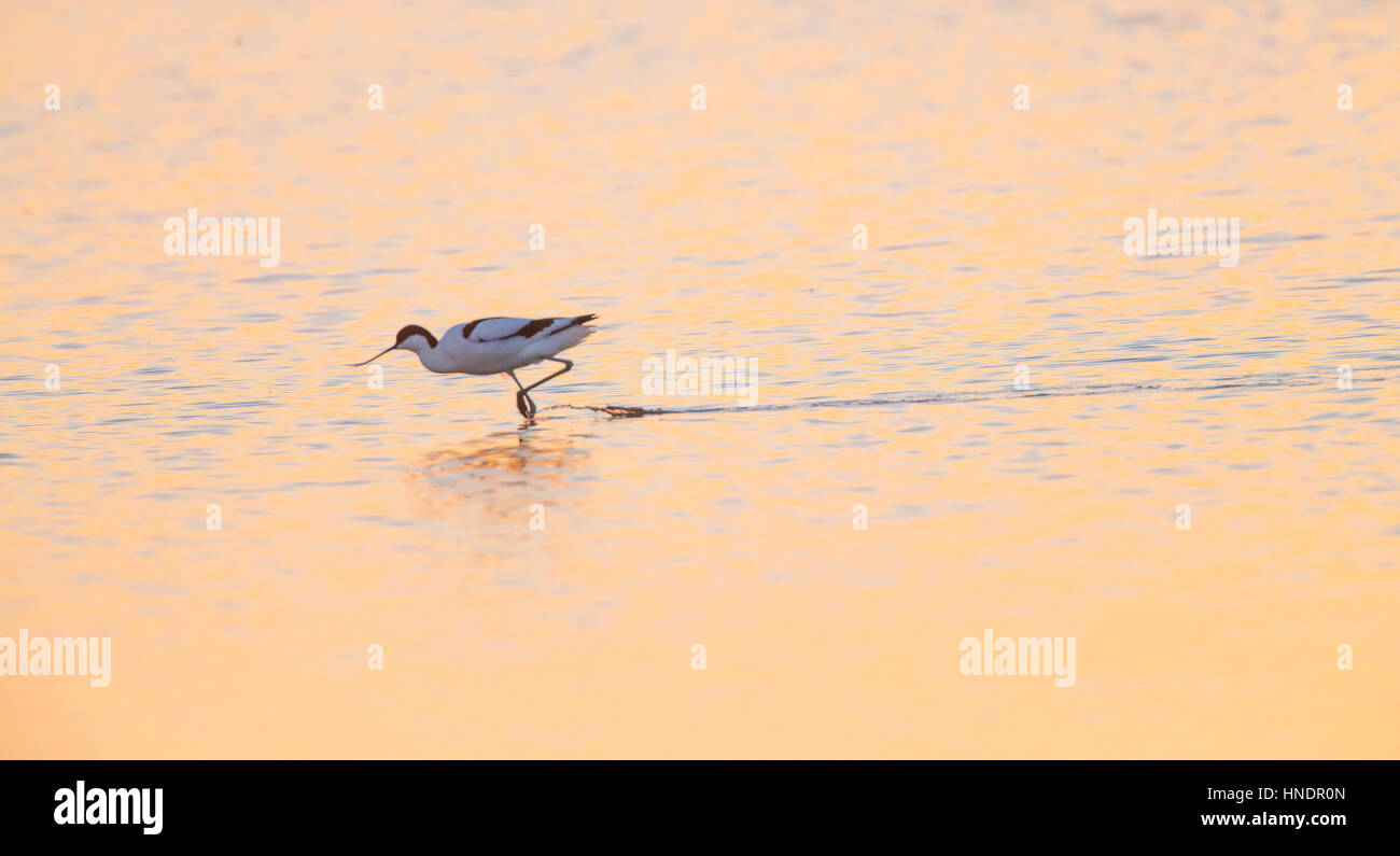 Avocet (Recurvirostra avosetta) in esecuzione attraverso il golden acqua al tramonto Foto Stock