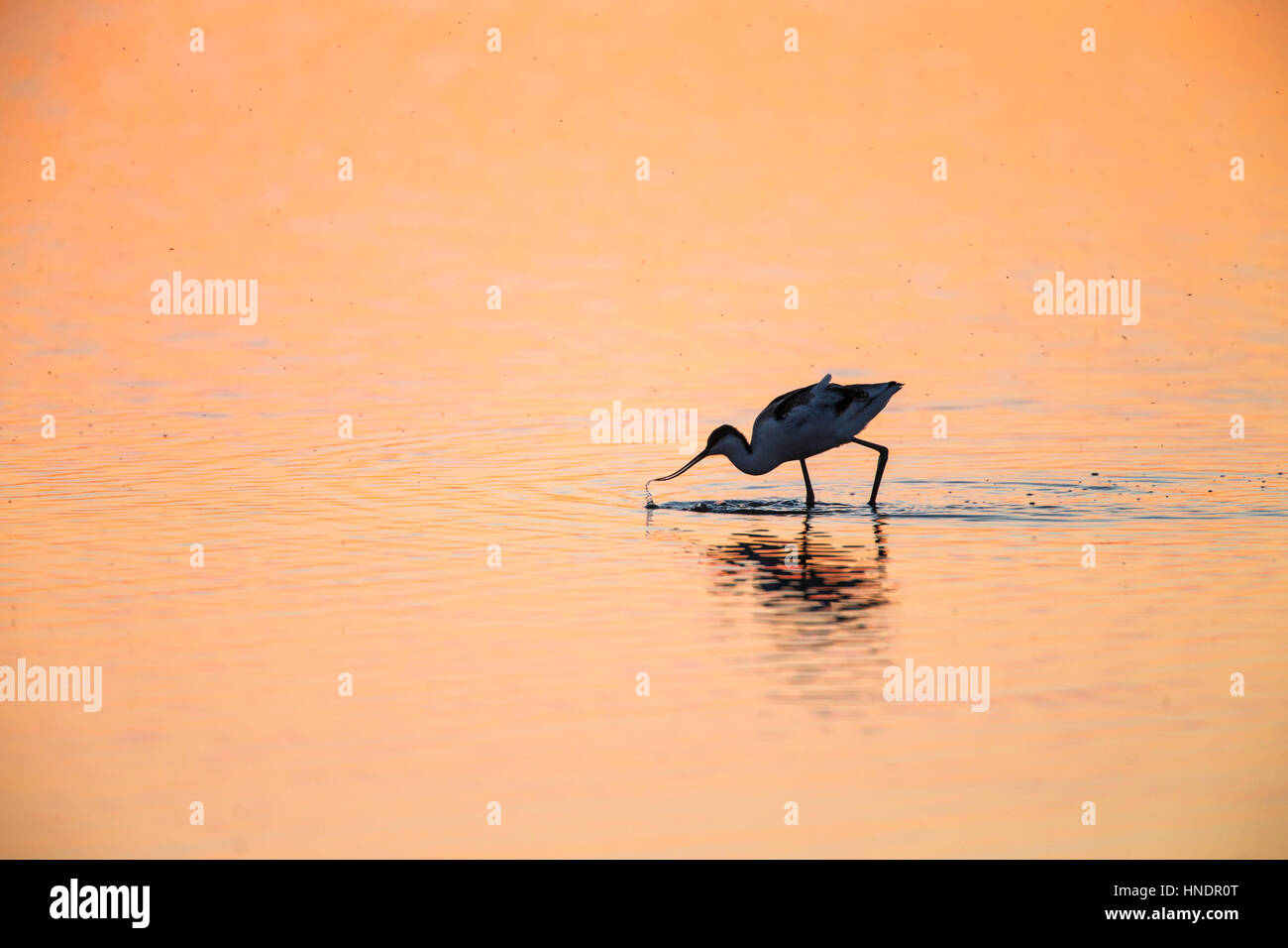 Stagliano avocetta (Recurvirostra avosetta) camminare a piedi come si alimenta attraverso il golden acqua al tramonto Foto Stock
