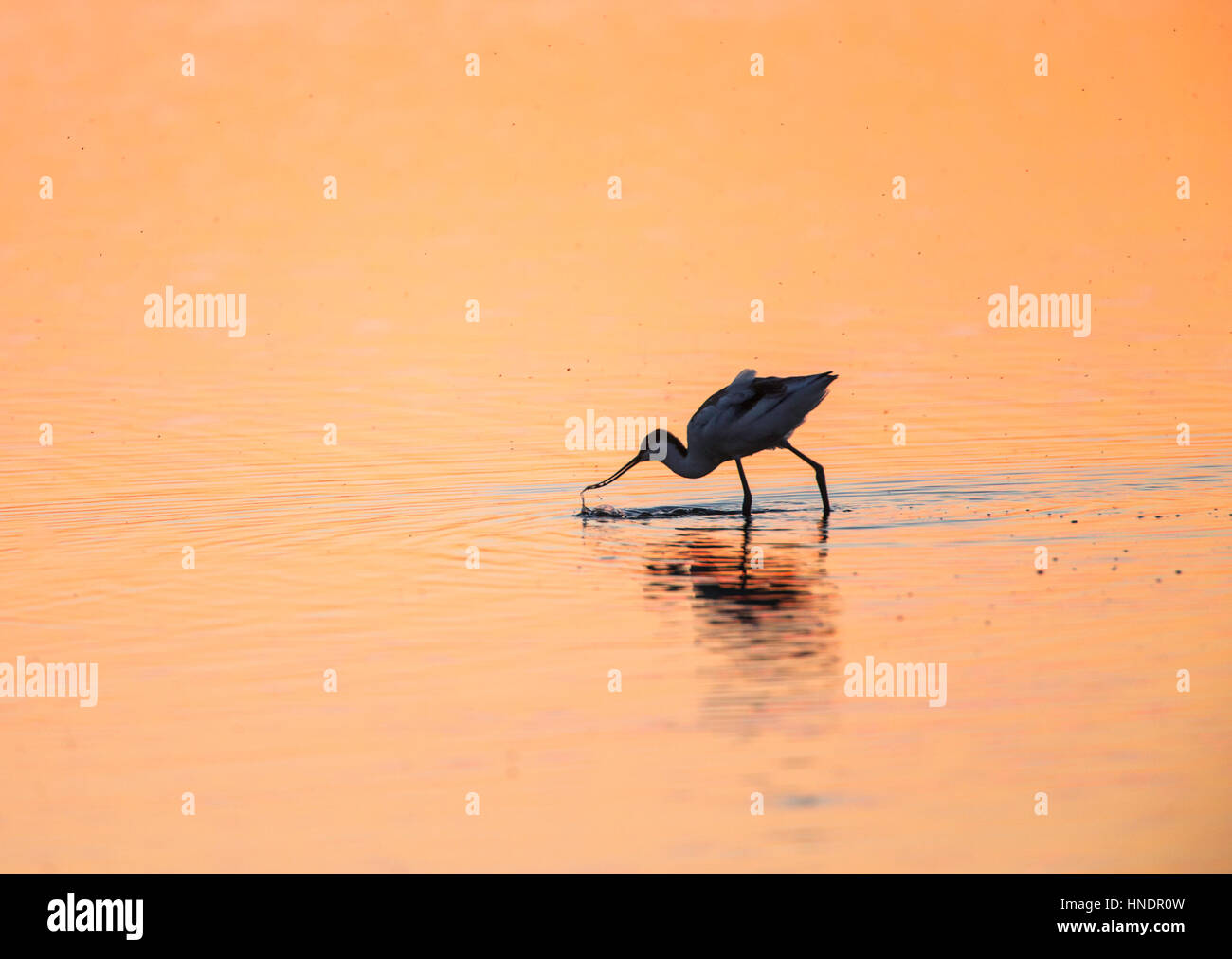 Stagliano avocetta (Recurvirostra avosetta) camminare a piedi come si alimenta attraverso il golden acqua al tramonto Foto Stock