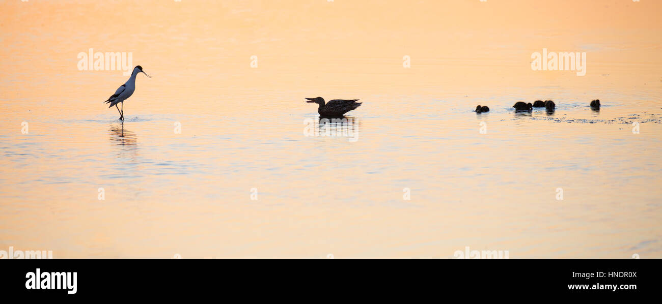 Stagliano avocetta (Recurvirostra avosetta) confronto con una femmina mestolone anatra (Anas clypeata) proteggere i suoi pulcini in acqua dorata al tramonto Foto Stock